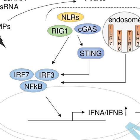 Type I Ii Ifn Production And Signaling Production Of Type I Ifns