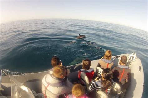 Algarve Dolphin Watching Marine Life Eco Tour Getyourguide