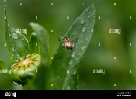 Six Spotted Orb Weaver Spider Hi Res Stock Photography And Images Alamy