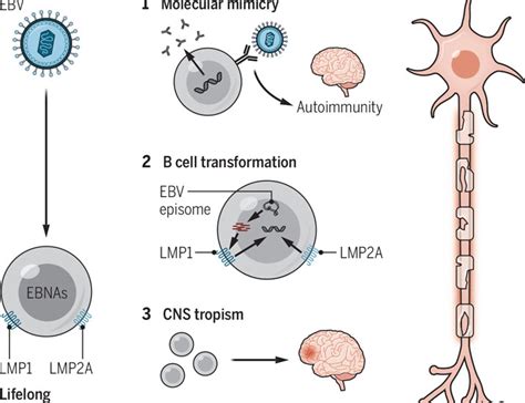 Epstein Barr Virus And Multiple Sclerosis Science