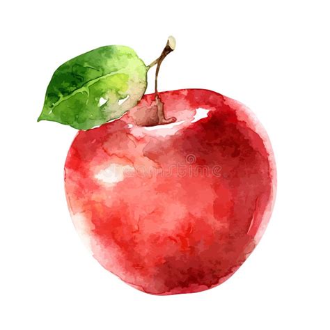 Watercolor Vector Apple On White Background Stock Vector Illustration