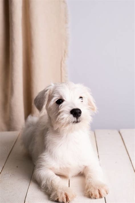 Cómo saber si un Schnauzer Miniatura es puro Vimar Alfambra