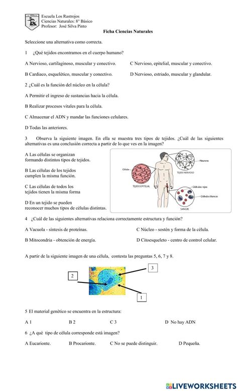 Ejercicio De Organelos Citoplasmaticos Fichas De Trabajo Celula Images