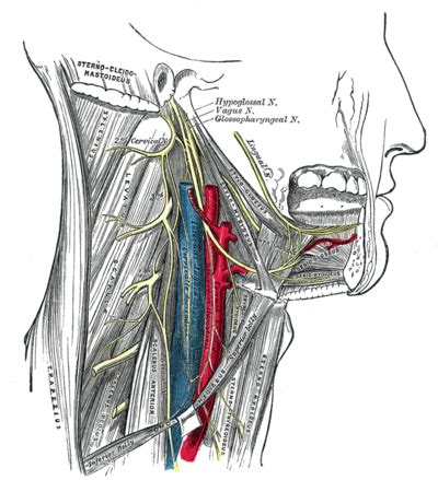 Hypoglossal Nerve - Physiopedia