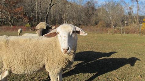 Sheep Pratt Nature Center