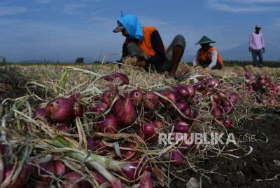 BPTP DIY Dan Poktan Tani Rukun Panen Bawang Merah Lokananta