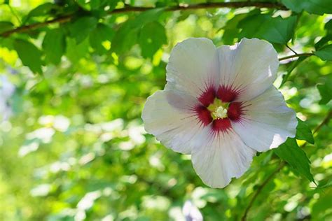 Hibiscus syriacus eller syrisk rose utfolder sine eksotiske røde lilla