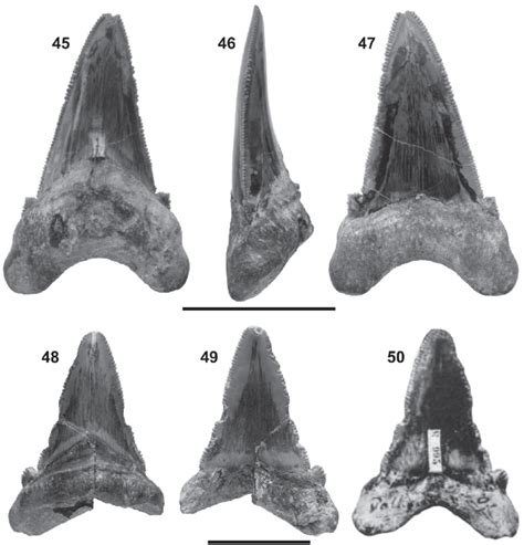 Otodus Carcharocles Angustidens Agassiz 1843 45 47 Lower