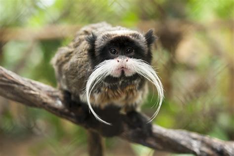 Micos Amea Ados De Extin O Nascem No Bioparque De Roma Ci Ncia