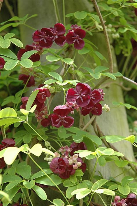 Fiveleaf Akebia Buchanans Native Plants