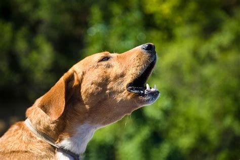 Comment Faire Taire Un Chien Qui Aboie Sans Cesse Guide Astuces