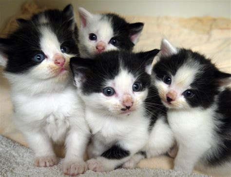 Black And White Kittens Cute Kittens Photo Fanpop