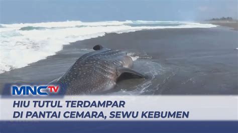 Nahas Hiu Tutul Terdampar Di Pantai Cemara Sewu Kebumen Jawa Tengah