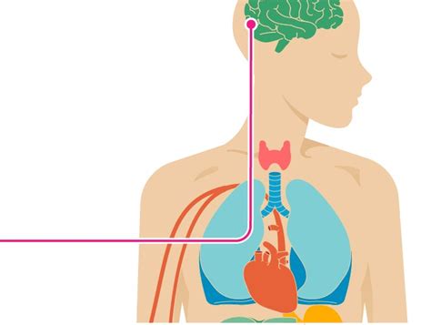 The Effects of Epilepsy on the Body