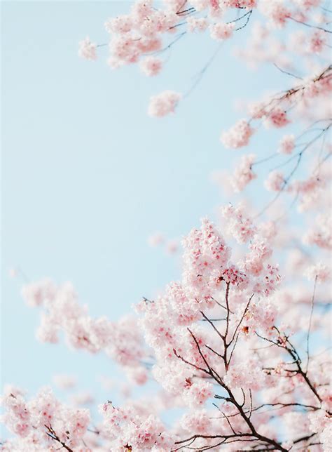 Sakura Flower Wallpaper Aesthetic Parketis