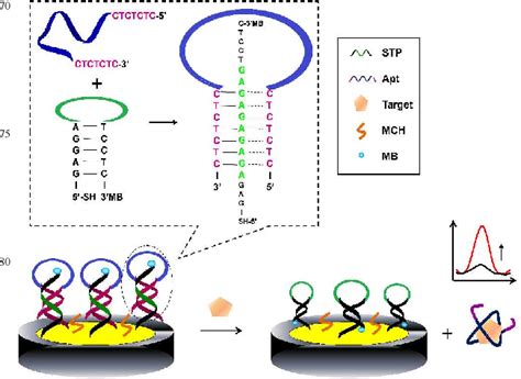 Figure 1 From A Signal On Aptamer Based Electrochemical Sensing