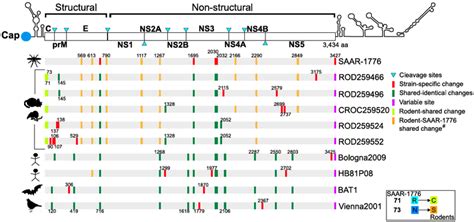 The Comparative Genome Organization And Mapping Of Amino Acid