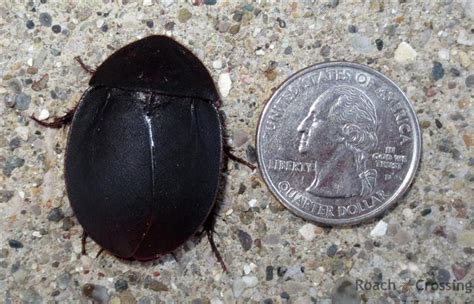 Big Black Beetle Mimic - Roach Crossing