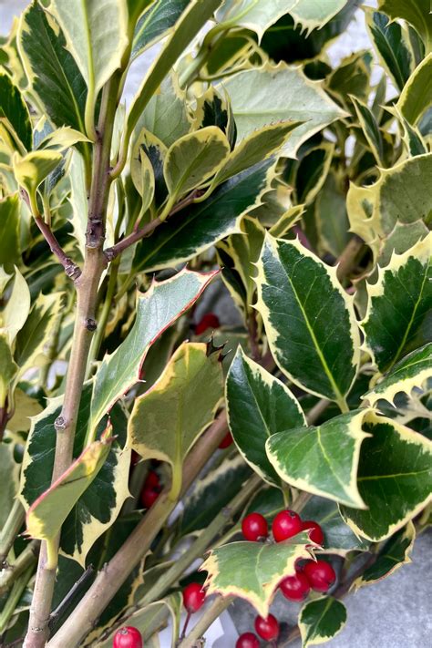 Holly Variegated Bunch Sprout Home