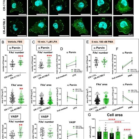 Successful Knockout Of ACTBL2 And Overexpression Of Actbl2 In A375