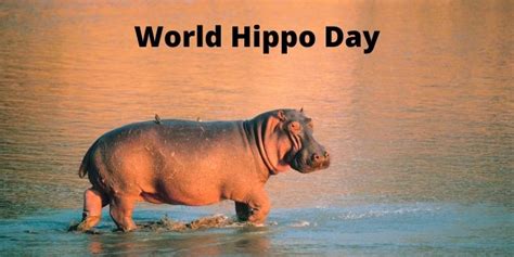 World Hippo Day February 15 7 Amazing Hippo Facts