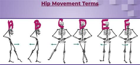 Kinesiology Joints & Movement Diagram | Quizlet 