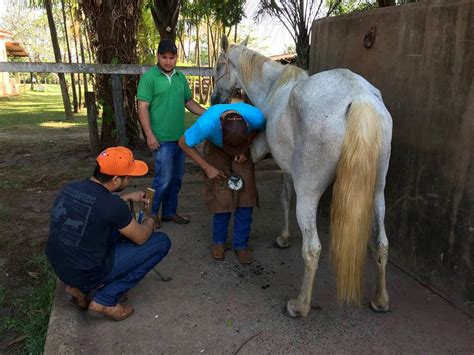 Sindicato e Senar MS realizaram curso de Casqueamento de equídeos