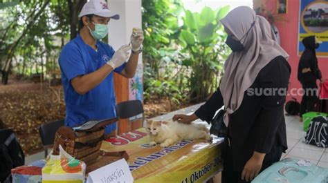 10 Ribu Hewan Di Jaksel Ditargetkan Bebas Rabies 2024