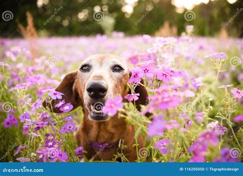 Brown Wiener Dog Looking Up Stock Photo - Image of canine, brown: 116205050