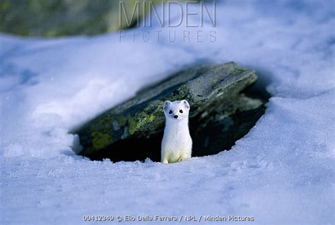 Minden Pictures - Short-tailed Weasel (Mustela erminea) in winter coat ...