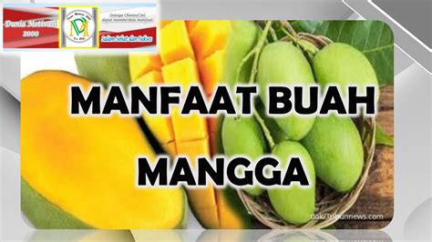 Manfaat Buah Mangga Khasiat Buah Mangga Manera Indica L