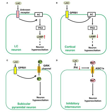 Lactate Affects Neuronal Excitation As A Signal Molecule In The Download Scientific Diagram