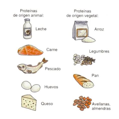 Resultado De Imagen Para Lista De Alimentos Con Proteinas Y Grasas