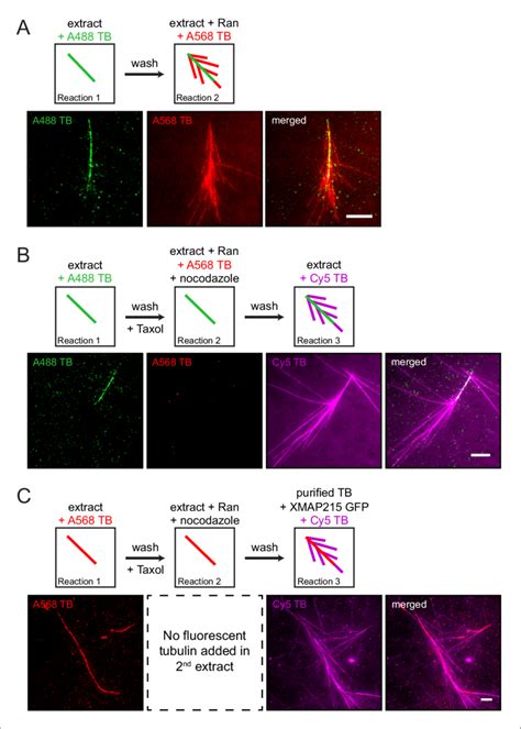 The Proteins Necessary For Branching Microtubule Nucleation In Xenopus