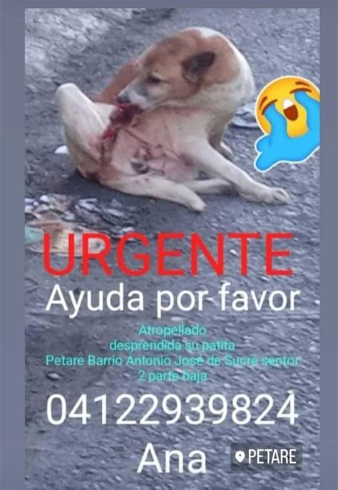 On Twitter Rt Perrousuario Difundimos Solicitan Ayudaaa Urgente