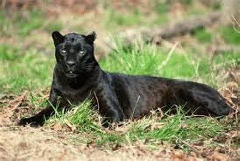 10 Interesting Panther Facts | My Interesting Facts