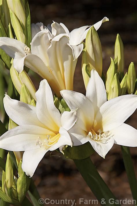 Amaryllis Belladonna Alba Photo At Pictures Of Plants Stock Image Library