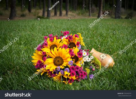 Sunflowers Autumn Flowers On Green Grass Stock Photo (Edit Now) 570242074