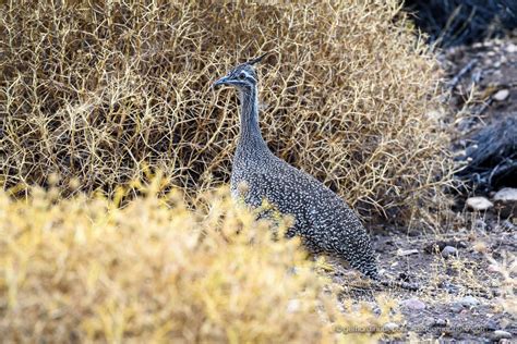 Wildlife of Patagonia Chile and Argentina – atacamaphoto