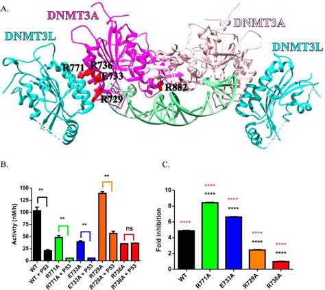 The R882h Substitution In The Human De Novo Dna Methyltransferase