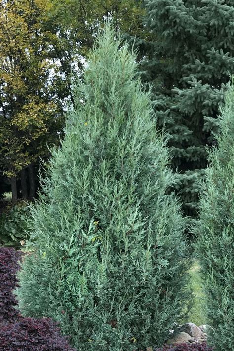 Buy Medora Columnar Rocky Mountain Juniper Free Shipping Wilson