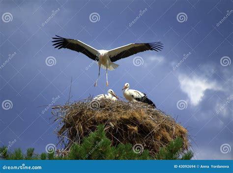 Stork Landing Its Nest Stock Photo Image Of Storks Beautiful 43092694