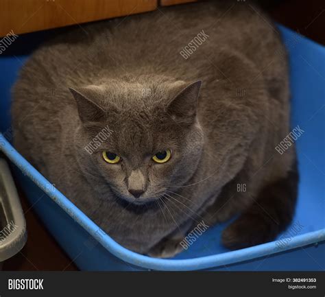 Big Fat Gray Cat Cats Image And Photo Free Trial Bigstock