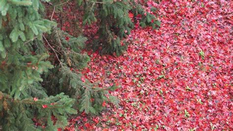 Red Leaves Background - Stock Photos | Motion Array