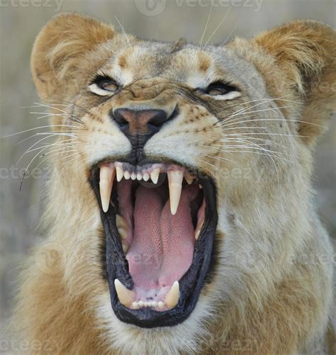 Lioness showing teeth 706554 Stock Photo at Vecteezy