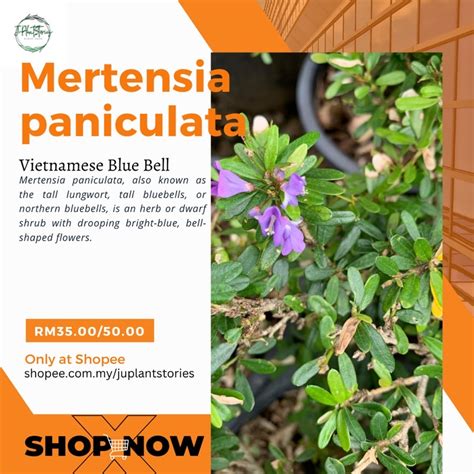 Pokok Bonsai Vietnam Blue Bell Mertensia Paniculata Shopee Malaysia