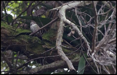 Guillermo Booth Biodiversidad Virtual Aves