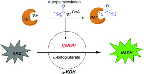 High throughput assay developed by Mitchell et al. | Download Scientific Diagram