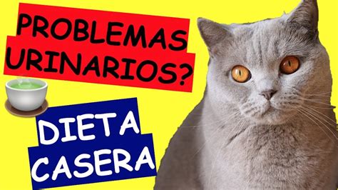 Comida Casera Para Gatos Con Problemas Urinarios Youtube