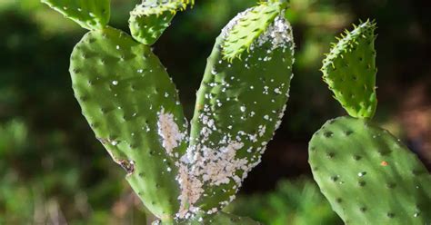 Consejos Radicales Contra Las Cochinillas Que Asolan Tus Plantas